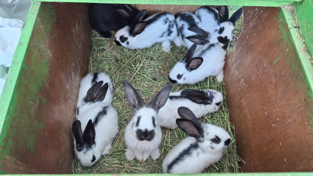 Vand iepuri californieni si fluture