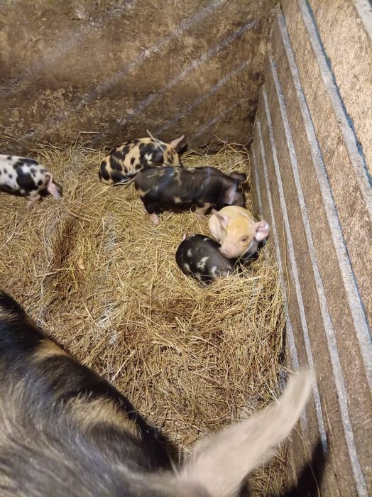 Поросята 1 месяц