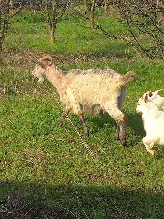 Vand capra tanara metis anglonubian