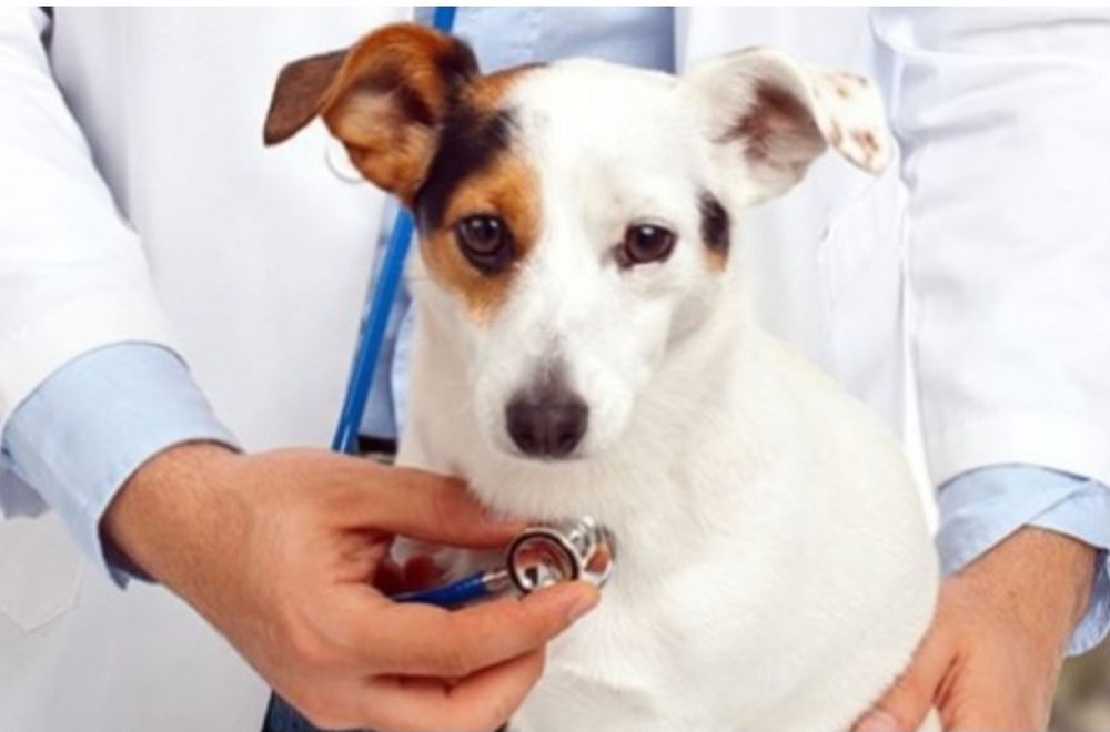 Ветеринар  24/7.Работаем на выезд