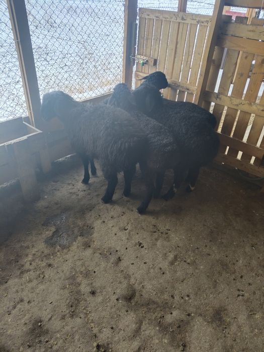 Овцы бараны домашние