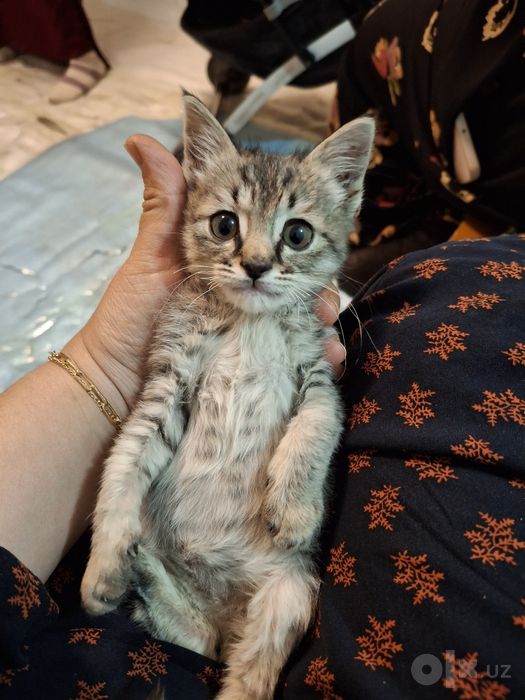 Бесплатно кошка 2 месяц