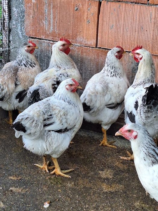 Vând puicuțe și cocoșei Monaco