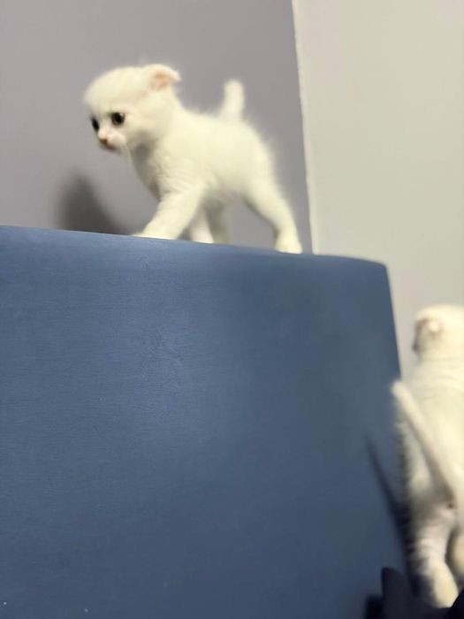 Котята породистые