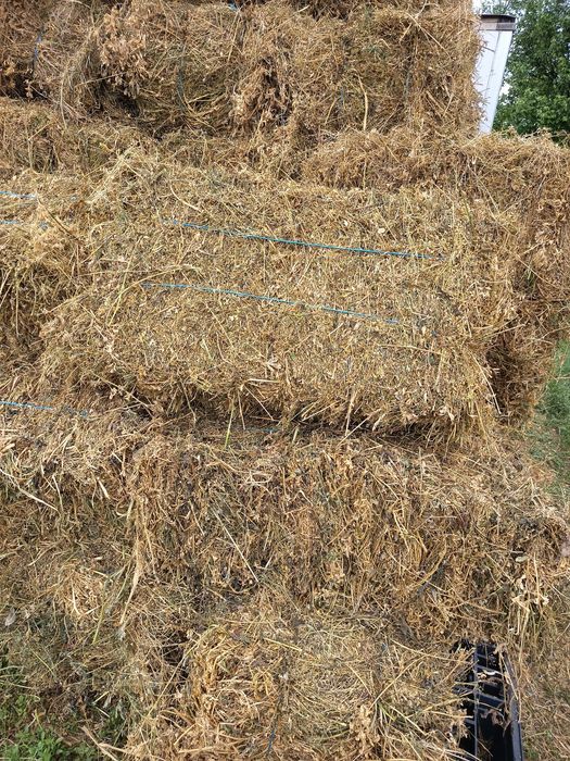 Baloți lucernă de vânzare