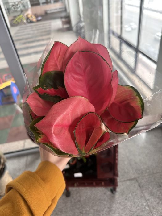 Папоротник, аглаонема, хедера, филодендрон