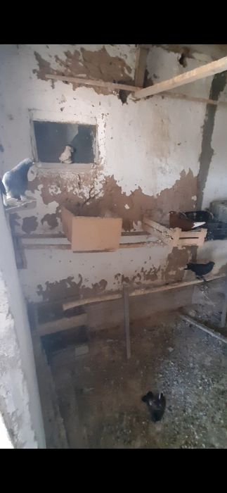 Голуби кептер продаются
