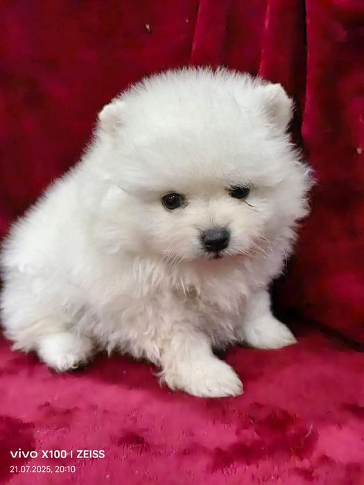 Очаровательные щенки шпица.