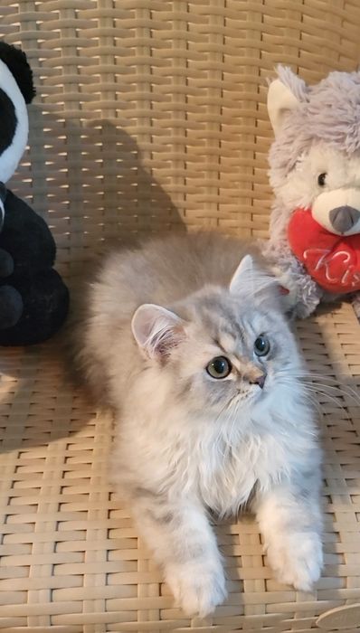 British longhair