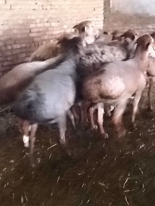 Арашан Кошкарлар