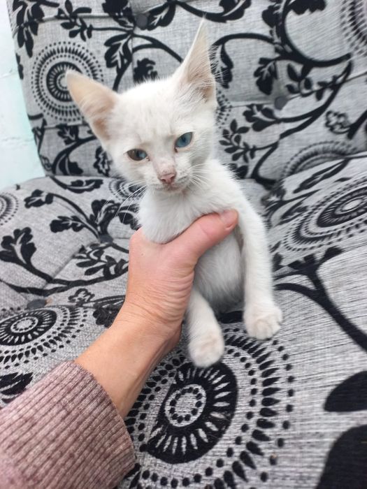 Котик в поиске лучшей семьи