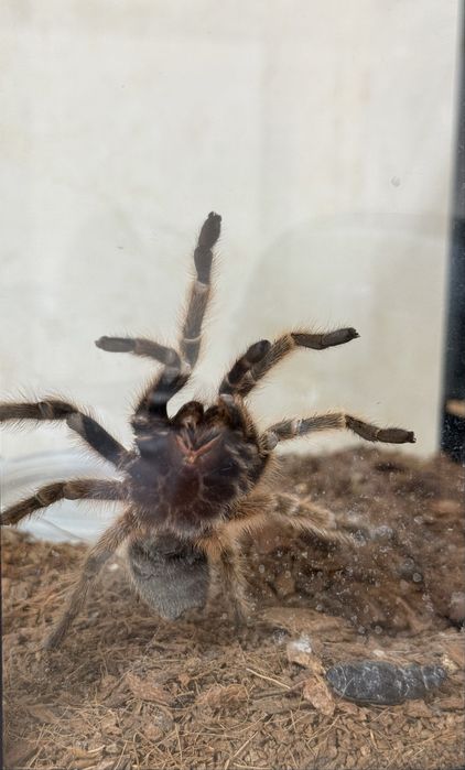 Паук птицеед Grammostola