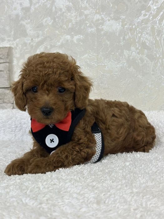 Poodle mini toy pedigree