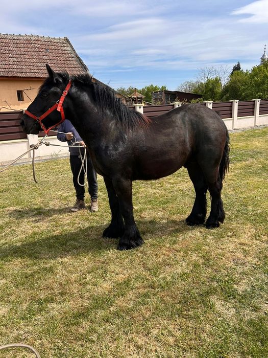 Manz armasar  negru(3 bucati)