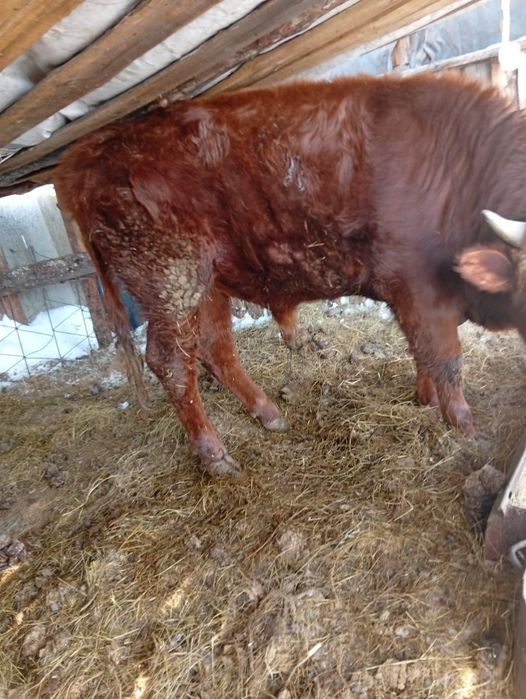 Продам бычок 1,4.