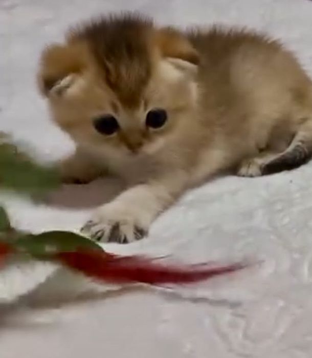 золото шиншилла