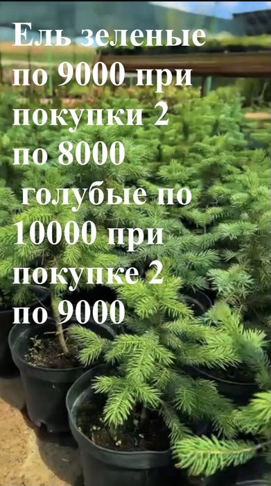 Ель, под заказ 2 дня