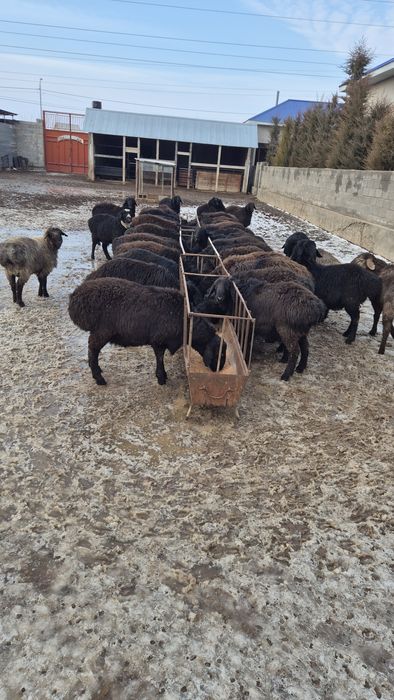 Қошқарлар. Парода