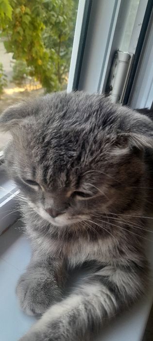 Scottish fold ög'ipbola