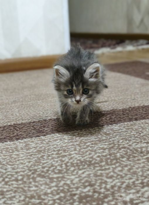 Красивые и умные котята бесплатно в добрые руки