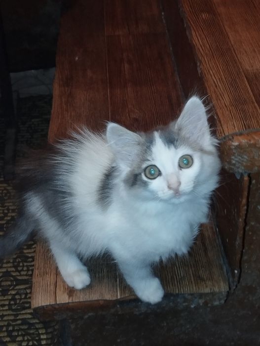 Отдам в добрые руки котенка