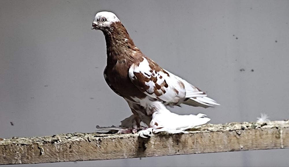 Продаётся чинни голуб