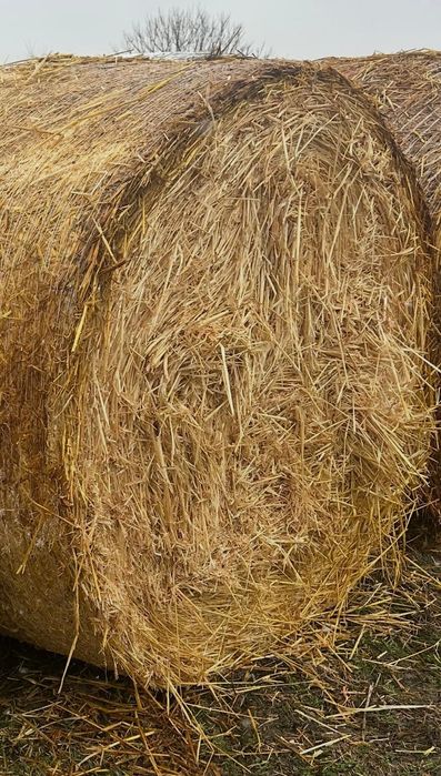 Vând baloti de paie ,orz și grau