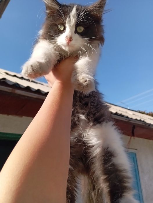 Очаровательная пушистая кошка.