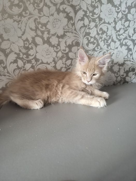 Котята Мейн Куны