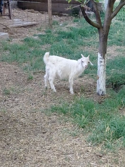 Сауынды ешкі екі лағымен, лақтары ұрғашы