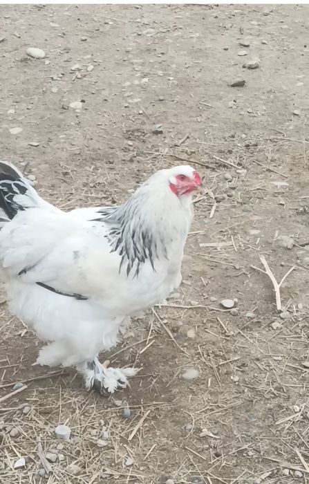 Брама қораз сатылады 7 айлық.