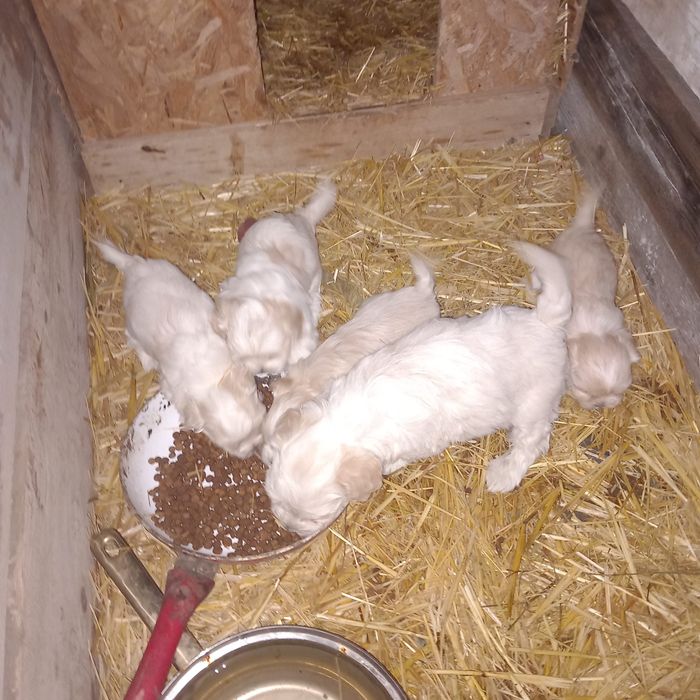 Bichoni Maltezi 1 luna si jumatate