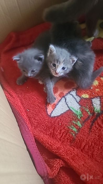 Uy mushuk zodli latoni biladi 2 oyli