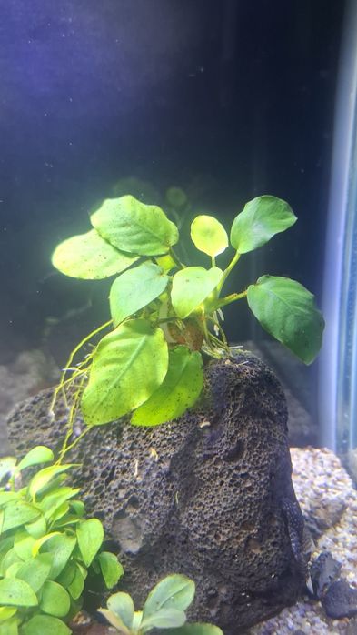 74L Natural Akvarium Komplekt, Sump Sistemali, Tayyor