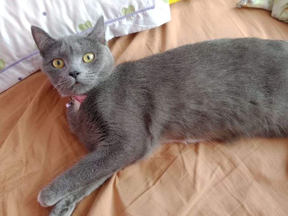 Kichkina dicks bilan Osiyo gey porno