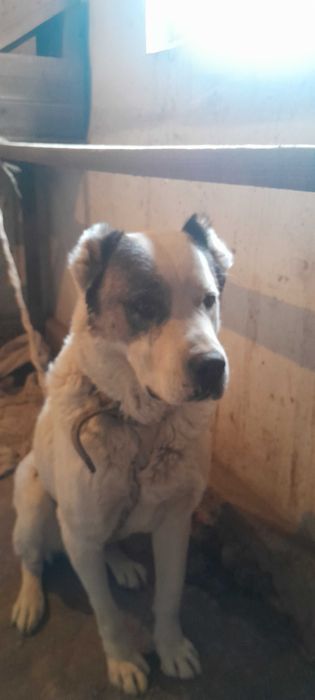 Алабай 7 месяцев кобель Алабай 7 ойлик угил бола