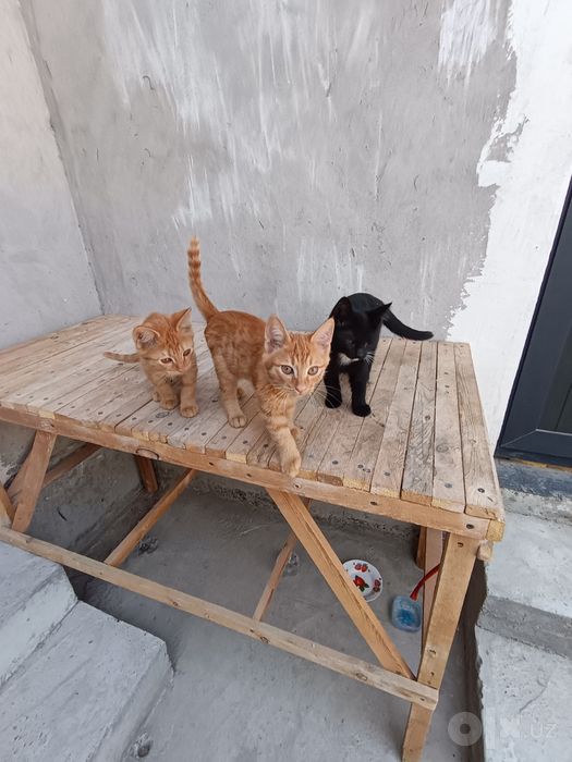 Отдам котят в хорошие руки