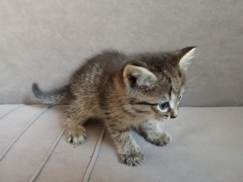Отдам котенка в добрые руки