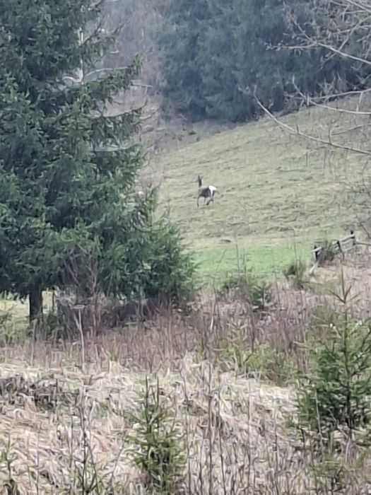 Teren la munte, Bucovina