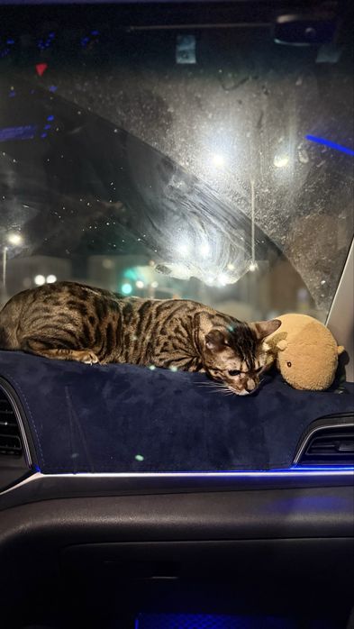 бенгальская кошка, привитая