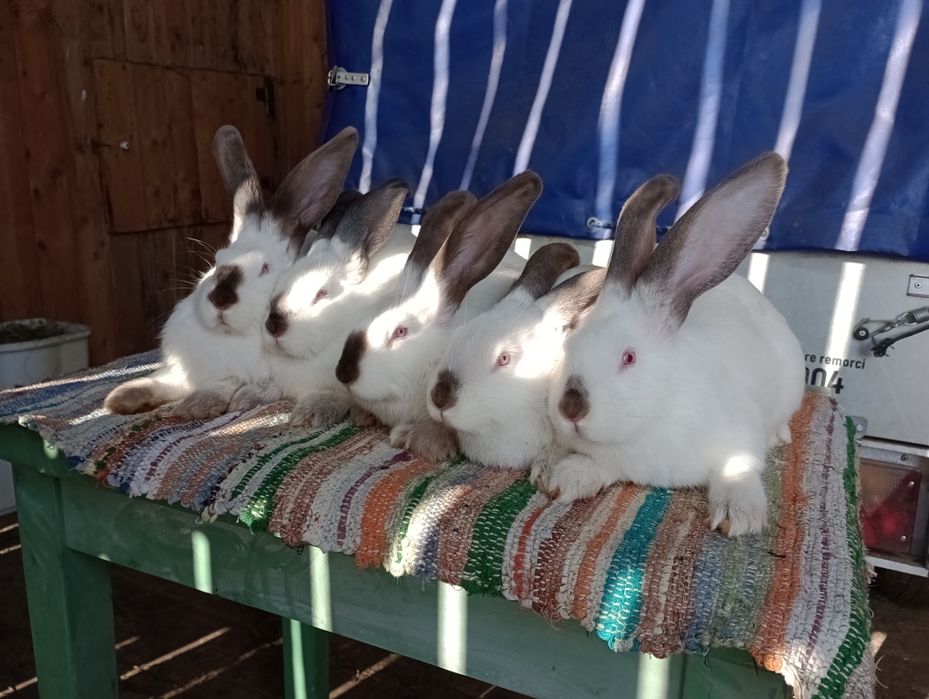 Uriasi de transilvania