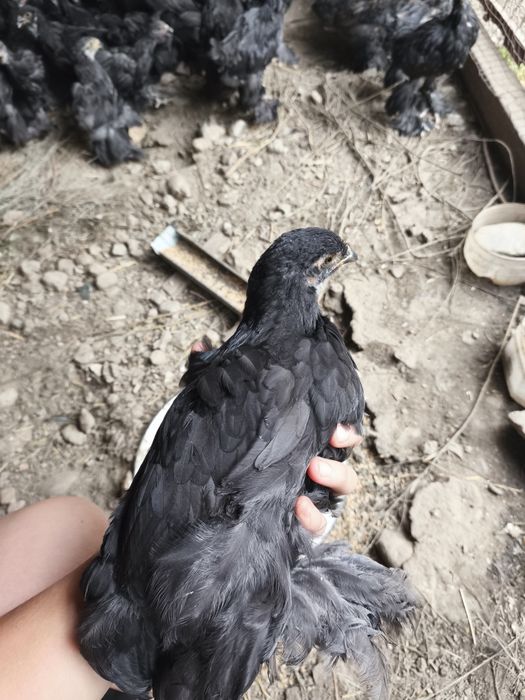 Продаются цыплят брама