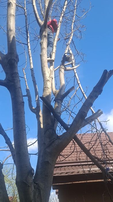 Defrisam terenuri tai pomi copaci lemne defrisari iarba buruieni ...
