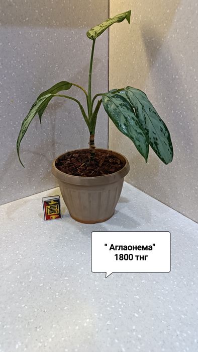 Цветы в горшках комнатные