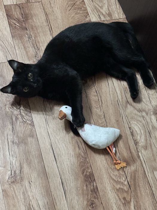 Пропала кошка, зовут Багира