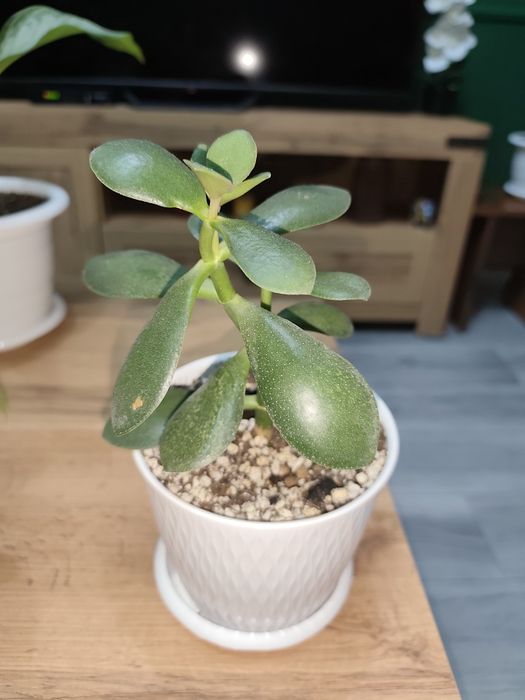 Продам комнатные растения