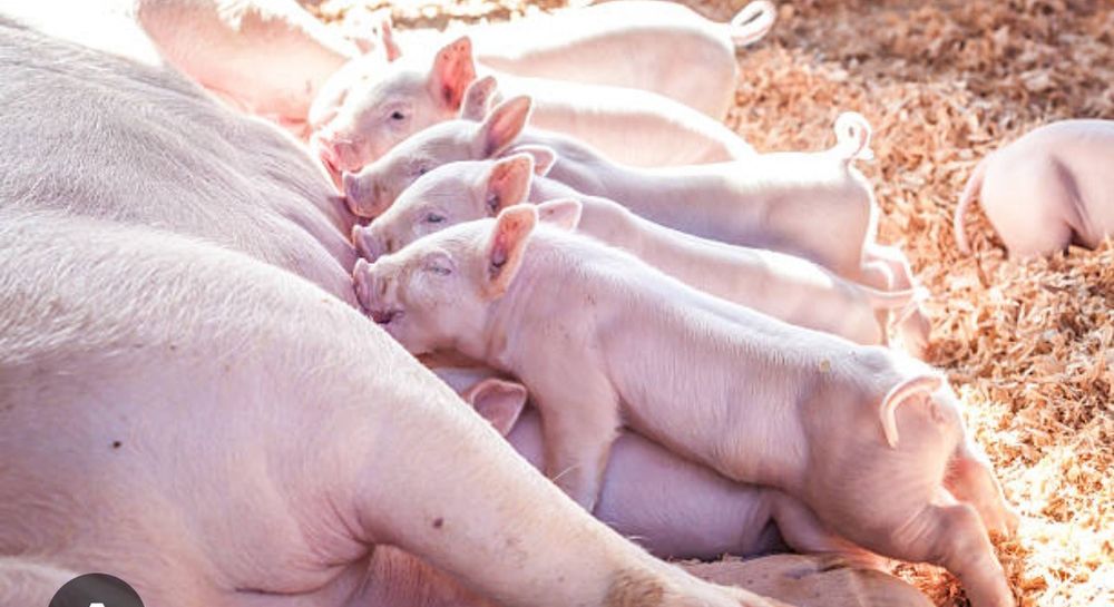 Поросята  круглый год