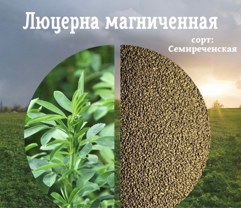 Продам семена люцерны