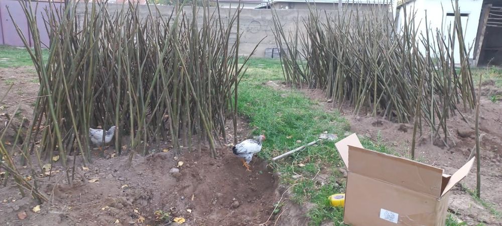 Павлония көшеттері