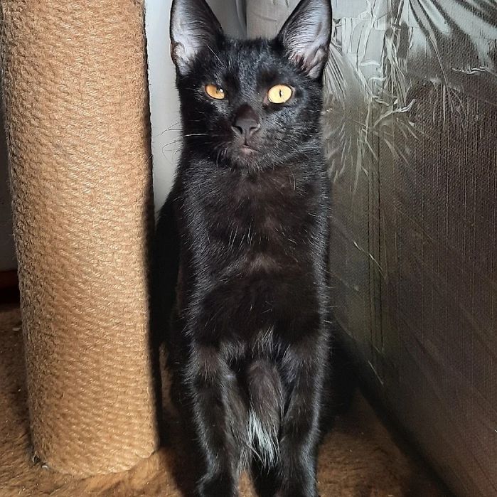 В добрые руки, кот, красавец Сириус